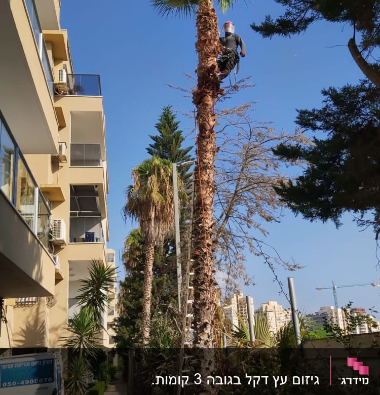 אדם גוזם עץ דקל עם מסור חשמלי